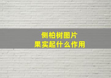 侧柏树图片 果实起什么作用